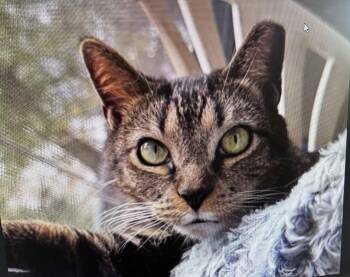 Mango -  Domestic Short Hair Cat for Adoption in Ruskin, Florida - Mango | PetCurious