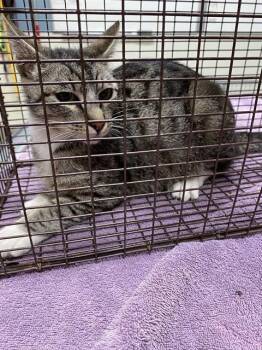 Domestic Short Hair Cats Available for Adoption in Modesto, California - A609533 | PetCurious