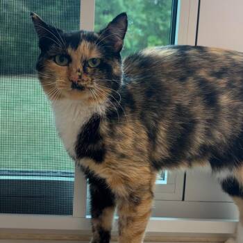 Confetti -  Domestic Short Hair Cat for Adoption in Mebane, North Carolina - Confetti | PetCurious