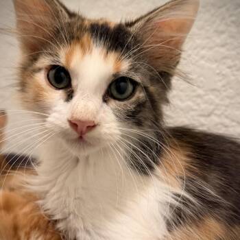 Quinn -  Domestic Long Hair Cat for Adoption in Fort Worth, Texas - Quinn | PetCurious