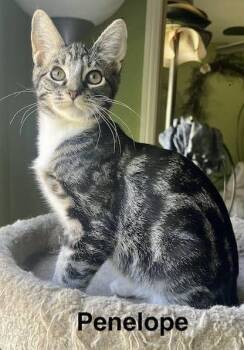Penelope (aka Tater Tot) -  Tabby Cat for Adoption - Penelope (aka Tater Tot) | PetCurious