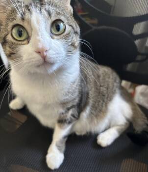 Monkey (Special needs, bonded with Mellow) -  Tabby Cat for Adoption in Vaughan, Ontario - Monkey (Special Needs, Bonded With Mellow) | PetCurious