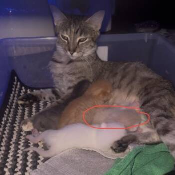 Yosemite Sam -  Domestic Short Hair Cat for Adoption in NEW PT RICHEY, Florida - Yosemite Sam | PetCurious
