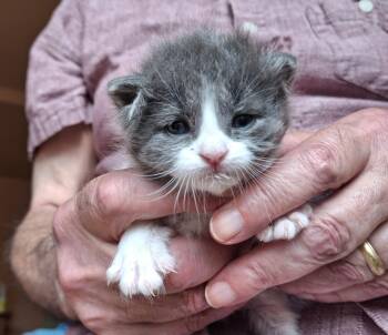 Sloan -  Domestic Short Hair Cat for Adoption in Deming, New Mexico - Sloan | PetCurious