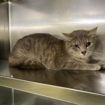 Domestic Short Hair Cats Available for Adoption in Richmond, Virginia - Cobbler | PetCurious