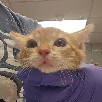 Wax Paper -  Domestic Short Hair Cat for Adoption in West Olive, Michigan - Wax Paper | PetCurious