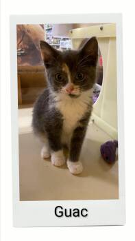 Guac -  Domestic Short Hair Cat for Adoption in Caistor Centre, Ontario - Guac | PetCurious