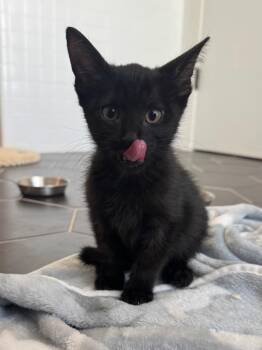 Harper -  Domestic Short Hair Cat for Adoption in San Antonio, Texas - Harper | PetCurious