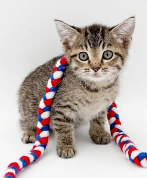 Dave is a kitten darling -  Bengal and Tabby Cat for Adoption in Bedford Hills, New York - Dave Is A Kitten Darling | PetCurious
