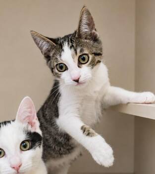 Whipster -  Domestic Short Hair Cat for Adoption in Sebastian, Florida - Whipster | PetCurious