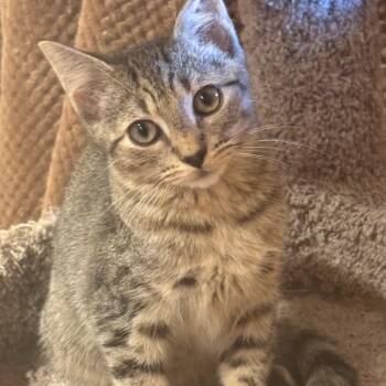 J-Hope -  Domestic Short Hair Cat for Adoption in Richmond, Virginia - J-Hope | PetCurious