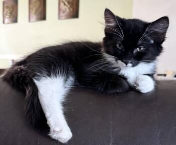 Louie & Niblet -  Domestic Medium Hair Cat for Adoption in Salem, New Hampshire - Louie & Niblet | PetCurious