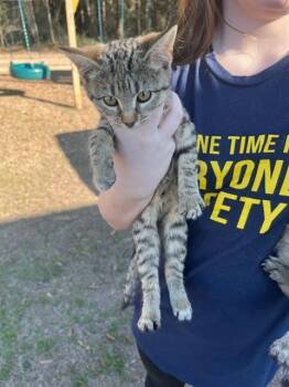 Domestic Short Hair Cats Available for Adoption - TRUFFLE | PetCurious