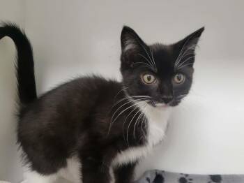 Domestic Short Hair Cats Available for Adoption in Delson, Quebec - NICOLE | PetCurious