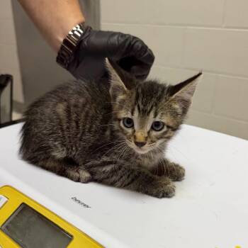 Tracy -  Domestic Short Hair Cat for Adoption in Lufkin, Texas - Tracy | PetCurious