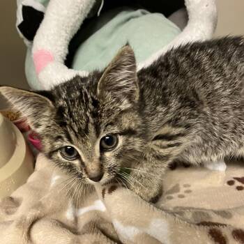 Maple -  Domestic Short Hair Cat for Adoption in Salt Lake City, Utah - Maple | PetCurious