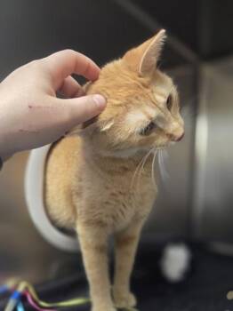 Macaroni -  Domestic Short Hair Cat for Adoption in Westland, Michigan - Macaroni | PetCurious