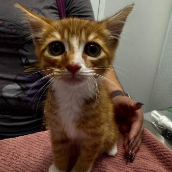Domestic Short Hair Cats Available for Adoption in Sunnyvale, California - Nemo | PetCurious