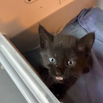 Olivia -  Domestic Short Hair Cat for Adoption in Pauls Valley, Oklahoma - Olivia | PetCurious