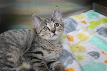 Domestic Short Hair Cats Available for Adoption in Brunswick, Georgia - Persephone | PetCurious