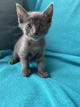 Chicken Nugget -  Domestic Short Hair Cat for Adoption in Buford, Georgia - Chicken Nugget | PetCurious