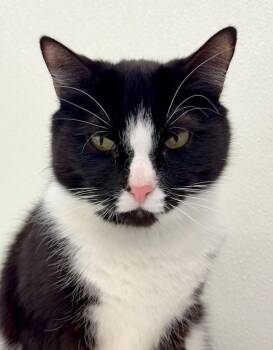 Domestic Short Hair Cats Available for Adoption in Cumberland, Maine - Pooh | PetCurious
