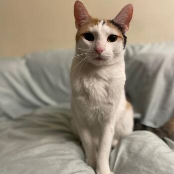 Mimi -  Domestic Short Hair Cat for Adoption in Pasadena, California - Mimi | PetCurious