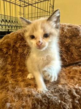 Buttercup -  Siamese Cat for Adoption in Shawnee, Oklahoma - Buttercup | PetCurious