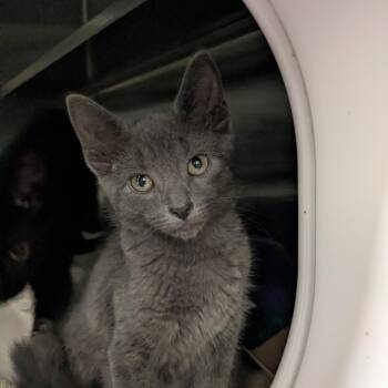 Toadette -  Domestic Short Hair Cat for Adoption in South Burlington, Vermont - Toadette | PetCurious