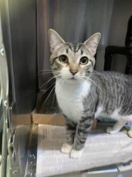 Domestic Short Hair Cats Available for Adoption - Augustus | PetCurious