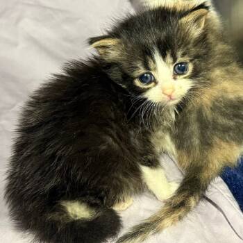 Rescue Domestic Short Hair Cats for Adoption in Summerville, South Carolina - Erckle | PetCurious