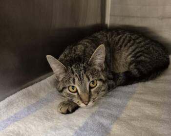 Domestic Short Hair Cats Available for Adoption in Hagerstown, Maryland - FLEUR | PetCurious