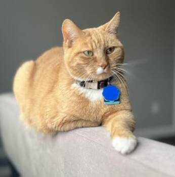 Domestic Short Hair Cats Available for Adoption in Fairfax, Virginia - Gizmo | PetCurious