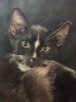 LAURA LEE WINSLOW -  Domestic Short Hair Cat for Adoption in Louisville, Kentucky - LAURA LEE WINSLOW | PetCurious