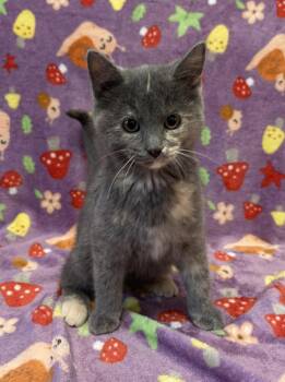Domestic Short Hair Cats Available for Adoption in Maryville, Missouri - Roomba | PetCurious