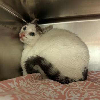 Lexie - Barn Cat! -  Domestic Short Hair Cat for Adoption in Flagstaff, Arizona - Lexie - Barn Cat! | PetCurious