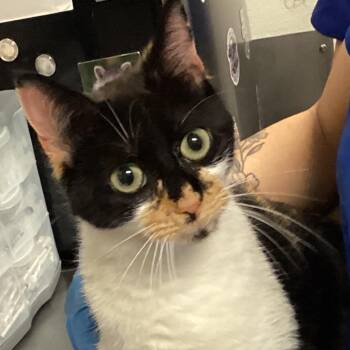 Sapphire -  Domestic Short Hair Cat for Adoption in Greenville, South Carolina - Sapphire | PetCurious