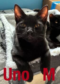 Uno Carlos S Hinesville. -  Domestic Short Hair Cat for Adoption in Darien, Georgia - Uno Carlos S Hinesville. | PetCurious