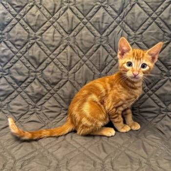 Domestic Short Hair Cats Available for Adoption in Honolulu, Hawaii - Thunder | PetCurious