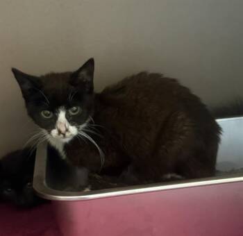 WAYNIE -  Domestic Short Hair Cat for Adoption in Clyde, North Carolina - WAYNIE | PetCurious