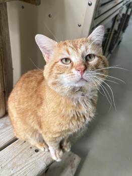 Domestic Short Hair Cats Available for Adoption in Chicago, Illinois - Sausage Roll | PetCurious