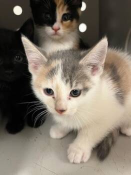Domestic Short Hair Cats Available for Adoption in Greenfield, Indiana - Buttercup | PetCurious