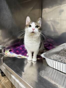 Rescue Domestic Short Hair Cats for Adoption in Bridgeville, Pennsylvania - Petunia | PetCurious