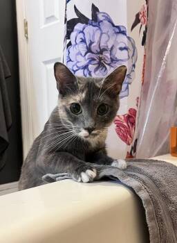 Elle -  Domestic Short Hair Cat Available for Adoption in Martinsburg, West Virginia - Elle | PetCurious