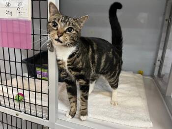 Domestic Short Hair Cats Available for Adoption in Raleigh, North Carolina - Gooselett | PetCurious