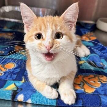 Gordo -  Domestic Short Hair Cat for Adoption in Waterloo, Iowa - Gordo | PetCurious