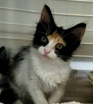 POLLY -  Domestic Short Hair Cat for Adoption in Houston, Texas - POLLY | PetCurious