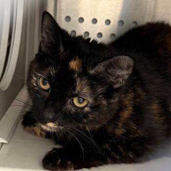 Domestic Short Hair Cats Available for Adoption in Pittsburgh, Pennsylvania - Reeses | PetCurious