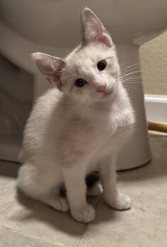 Vega -  Siamese Cat for Adoption in Noble, Oklahoma - Vega | PetCurious