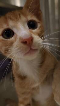 Red Velvet -  Domestic Short Hair Cat for Adoption in Charleston, South Carolina - Red Velvet | PetCurious